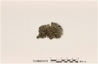 藏品(雪花衣屬)的圖片